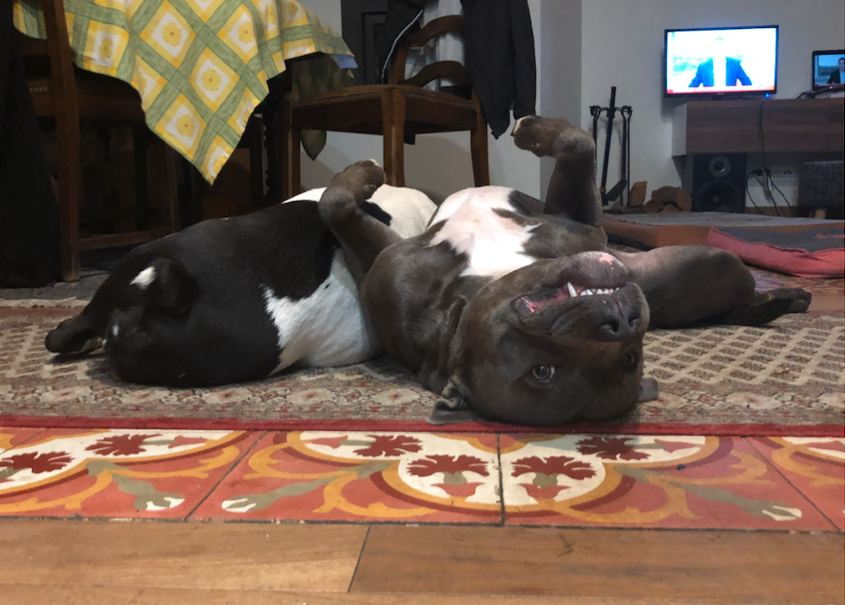 jareto jara loureiro cheo reis equipo perros estirados dientes sonrisa boca abajo dormir salon alfombra american bully staffy staffoprdshire bull terrier