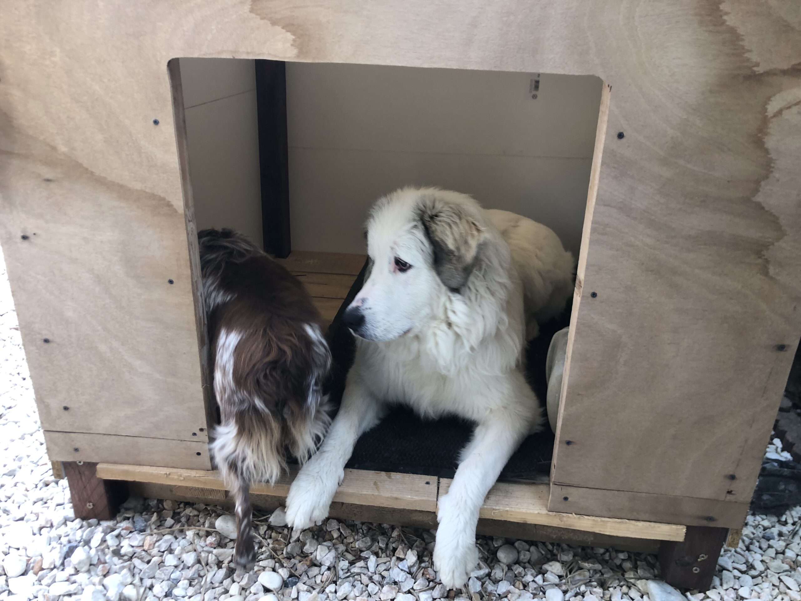 Baxter aprendiendo a estar dentro de su caseta.