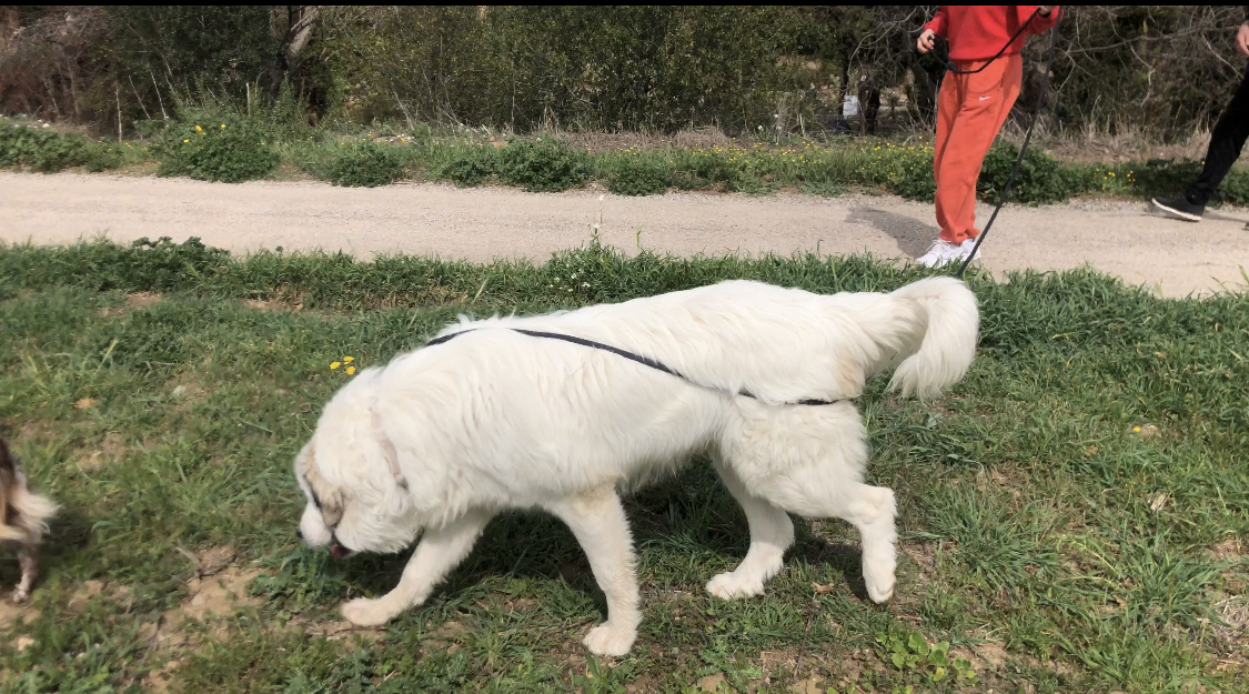 Baxter aprende la gestión de su correa.