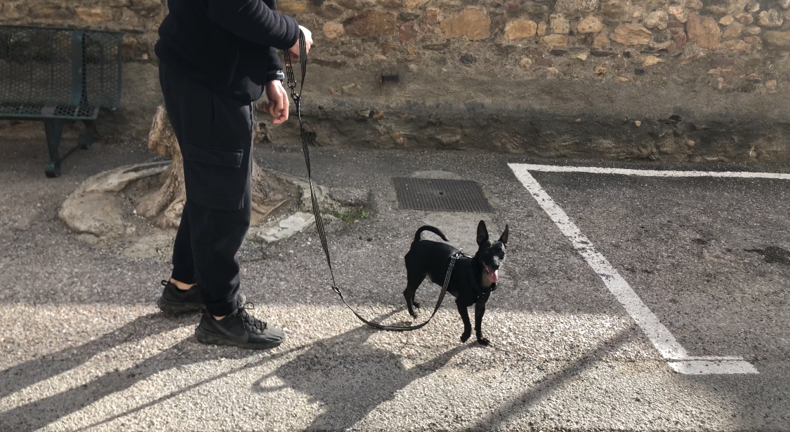 Milo trabajando su reactividad en la calle