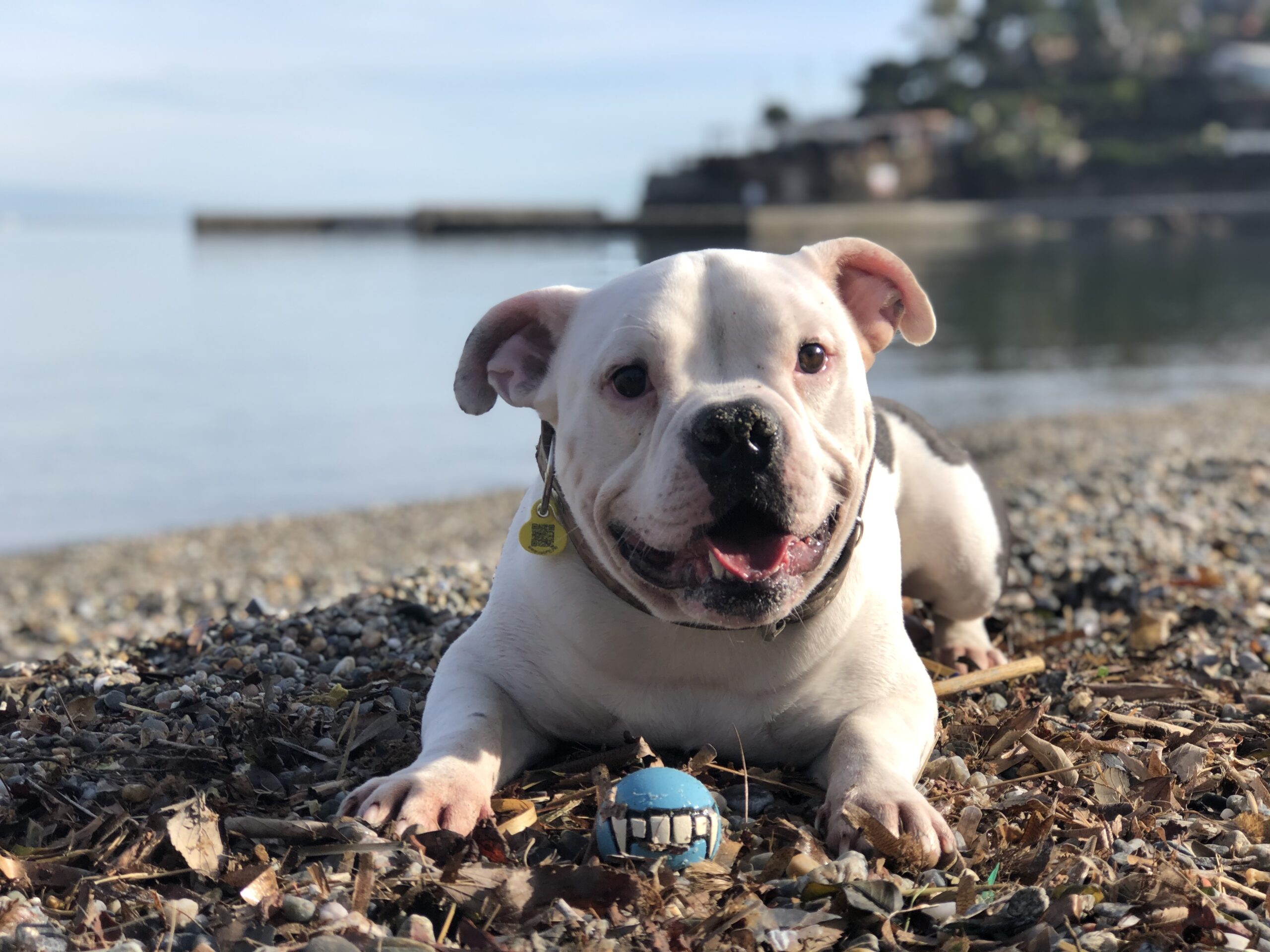 cheo playa american bully esquipo blanco feliz contento bienestar etologia